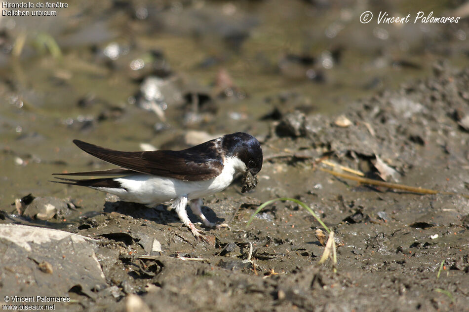 Western House Martin