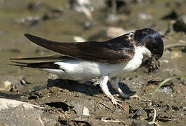 Common House Martin