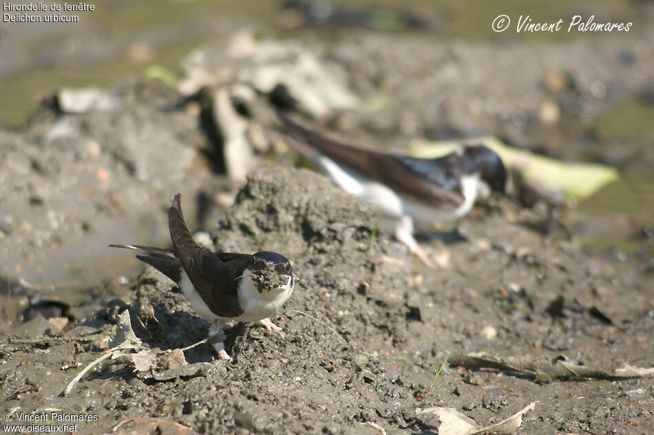 Western House Martin