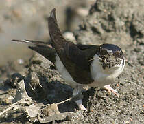 Common House Martin