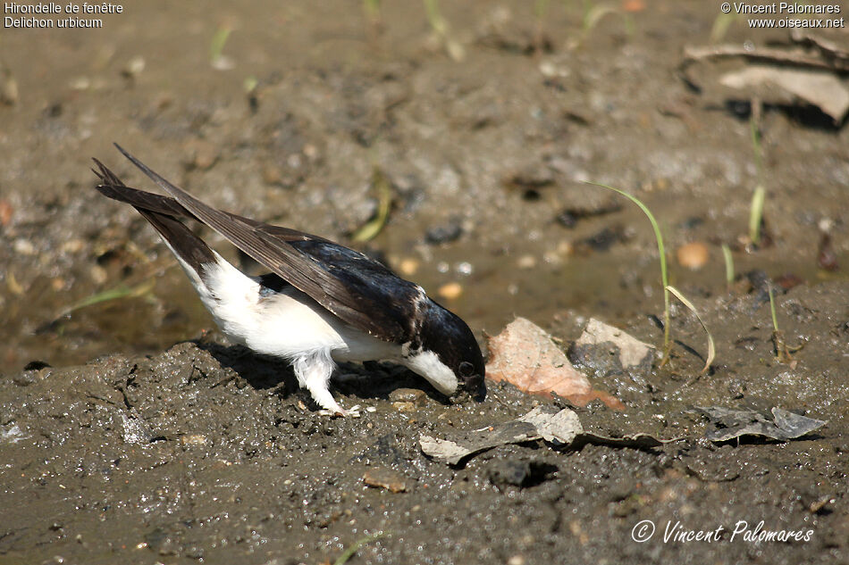 Western House Martin