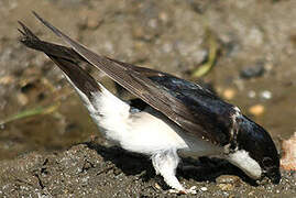 Western House Martin