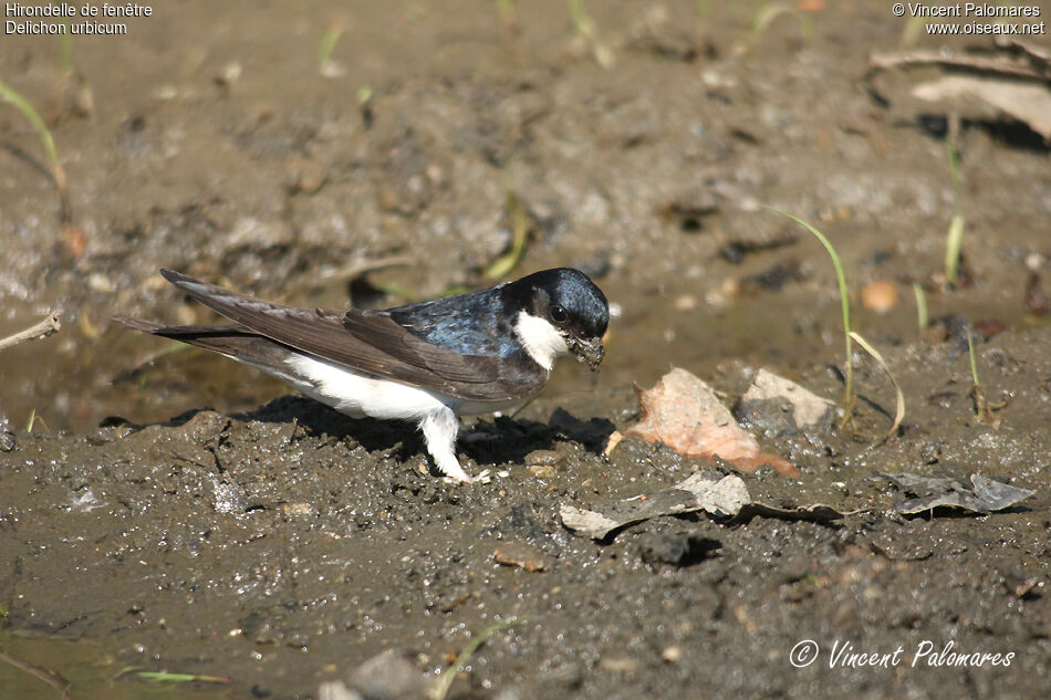 Western House Martin