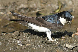 Western House Martin