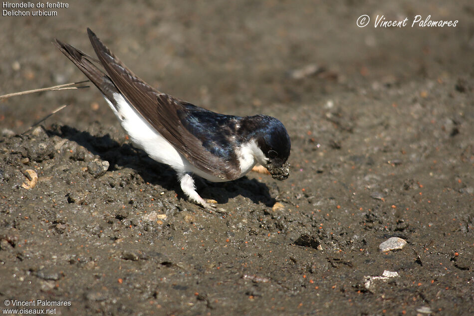 Western House Martin