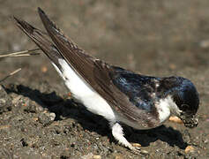 Western House Martin