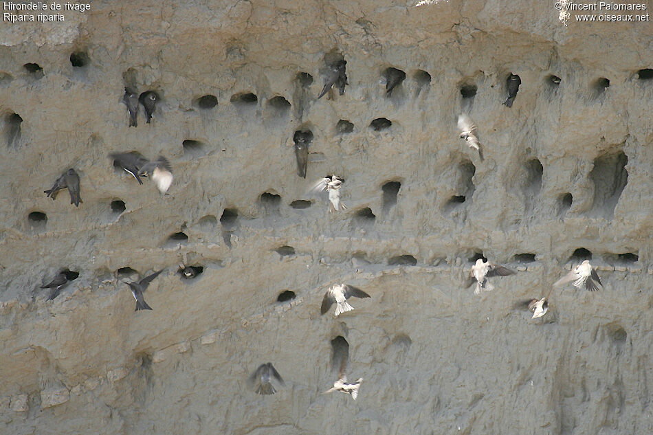 Sand Martin