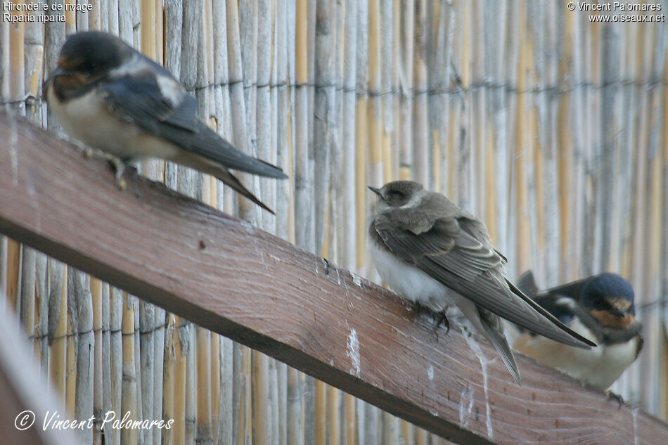 Sand Martin