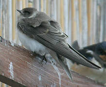 Sand Martin