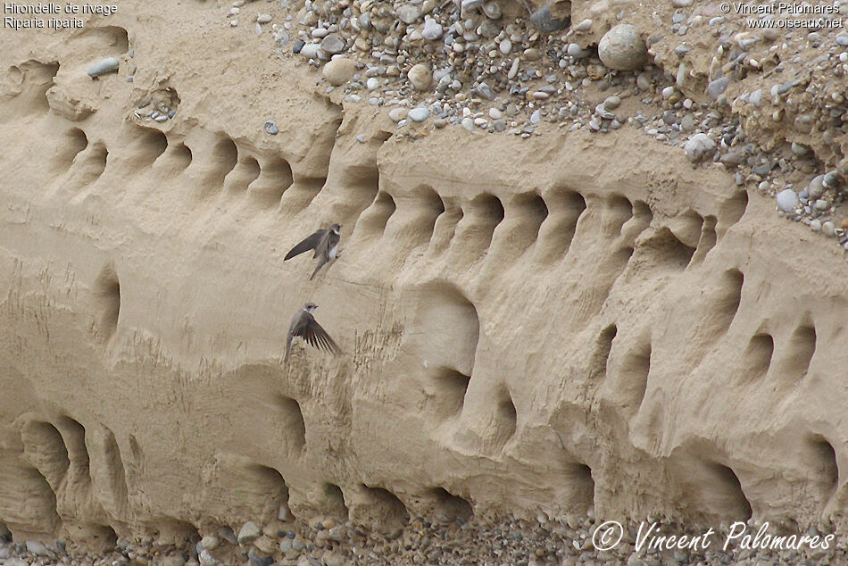 Hirondelle de rivage, Nidification