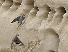 Sand Martin