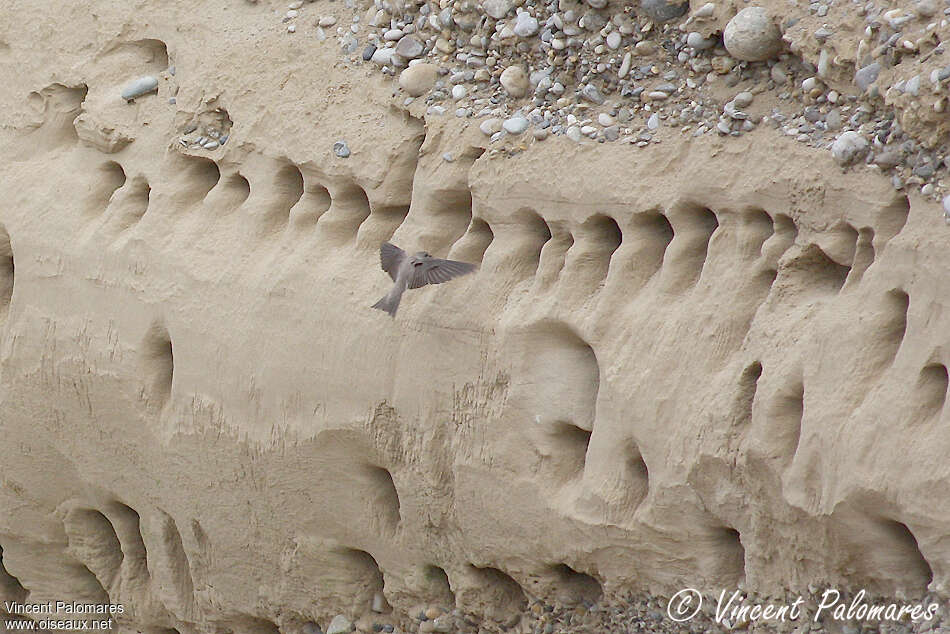 Sand Martinadult, habitat, Reproduction-nesting