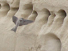 Sand Martin