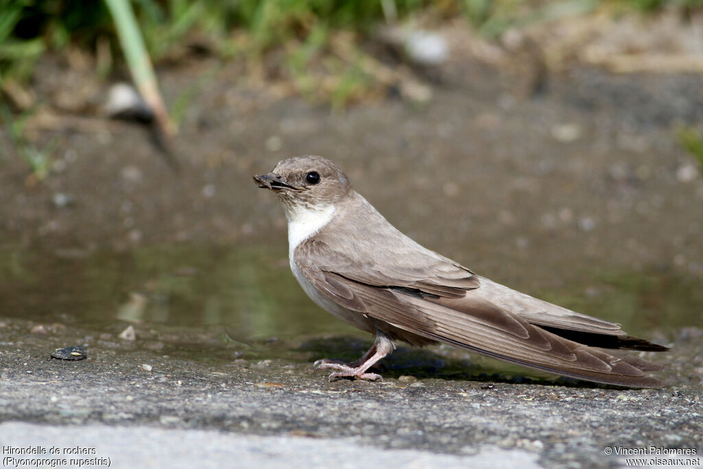 Eurasian Crag Martinadult, Reproduction-nesting