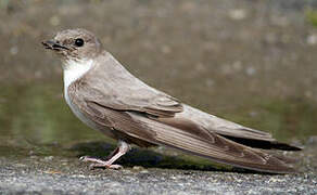 Eurasian Crag Martin