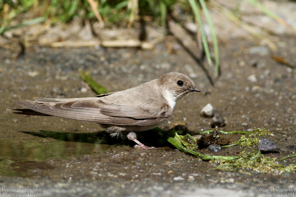 Eurasian Crag Martinadult