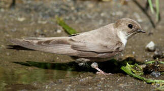 Eurasian Crag Martin