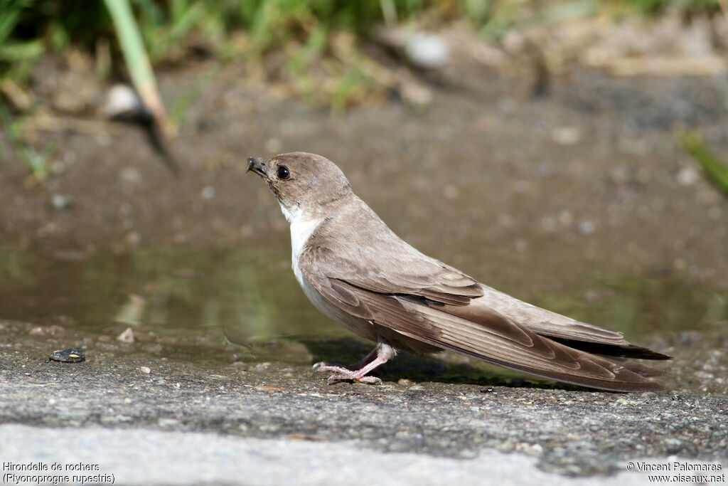 Eurasian Crag Martinadult