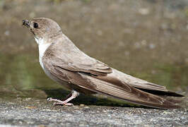 Eurasian Crag Martin