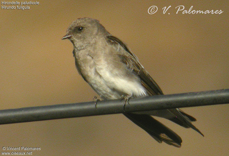 Brown-throated Martin