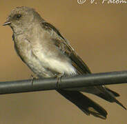 Brown-throated Martin