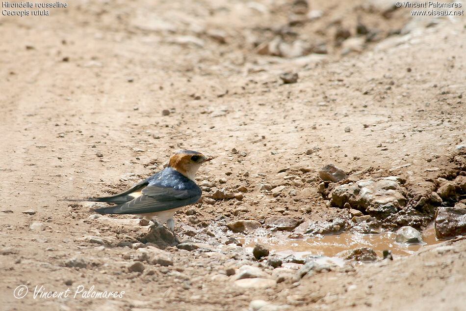 Hirondelle rousselineadulte