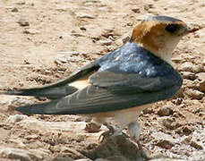 Red-rumped Swallow