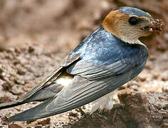 Red-rumped Swallow