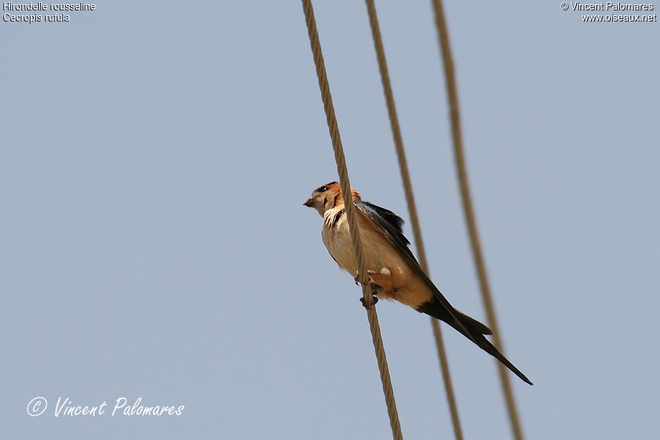 Hirondelle rousselineadulte