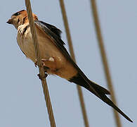 Red-rumped Swallow