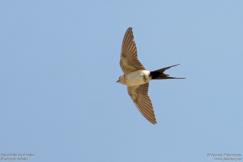 Hirondelle rousseline