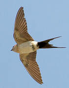 Red-rumped Swallow