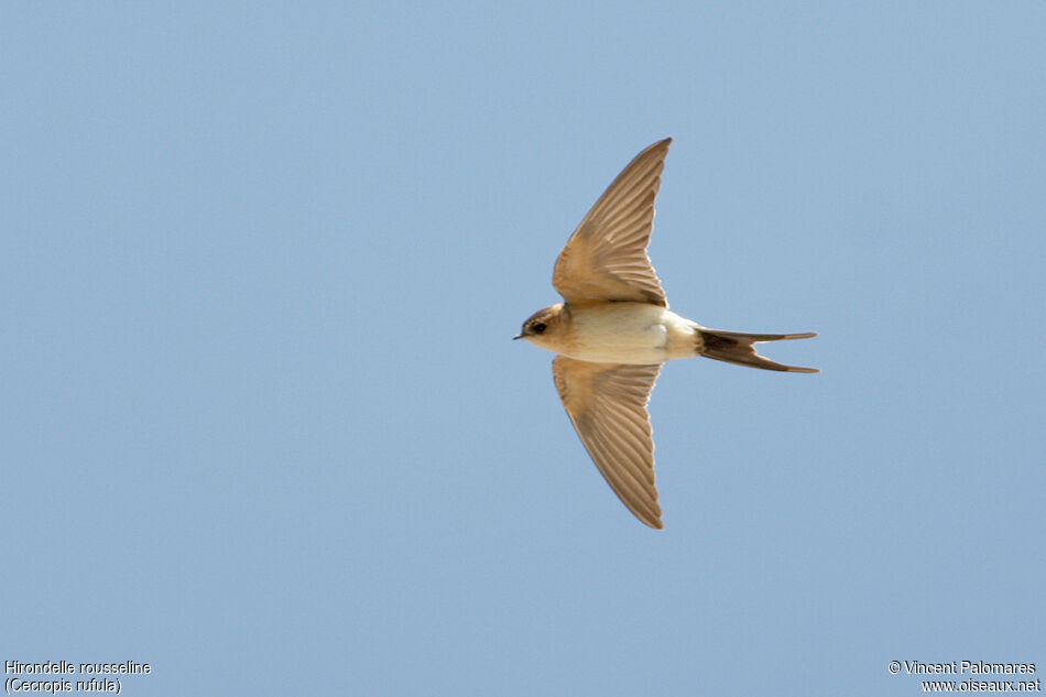 Red-rumped Swallow