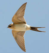 Red-rumped Swallow