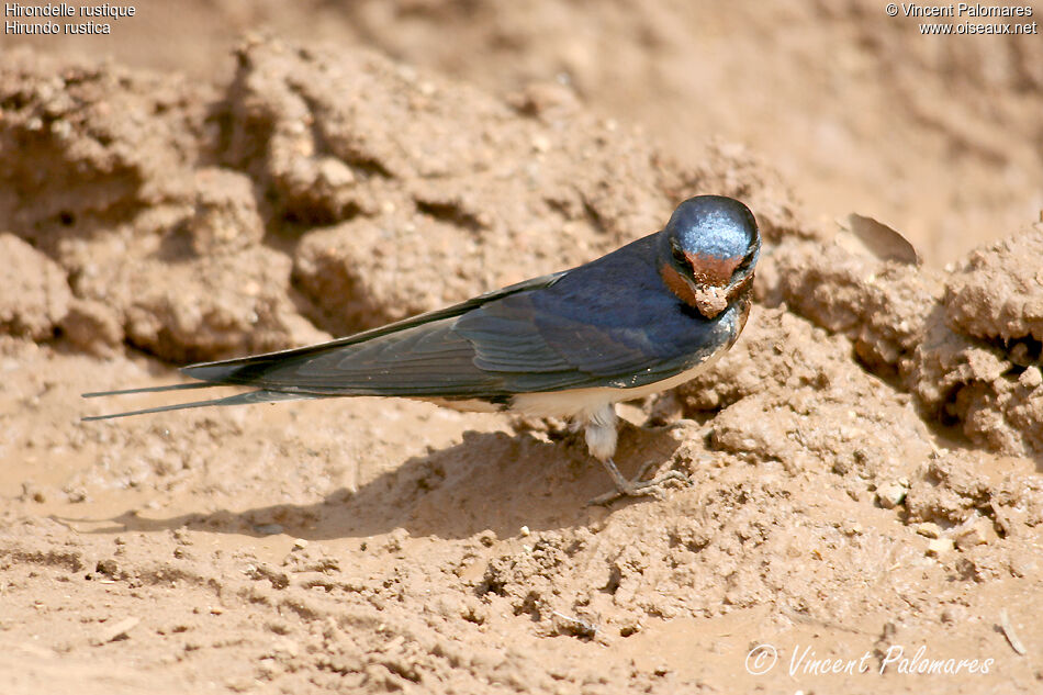 Hirondelle rustiqueadulte, Nidification