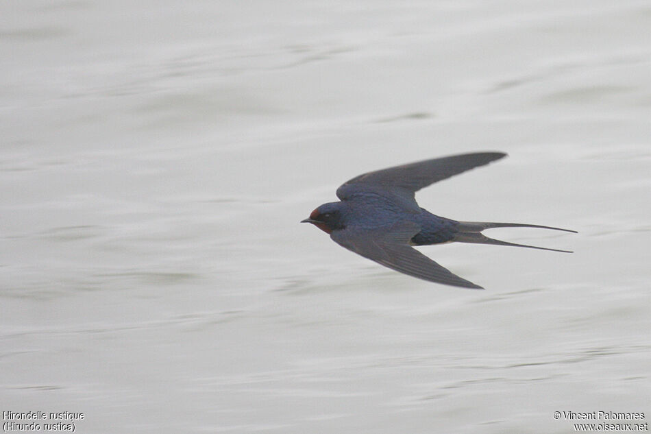 Barn Swallowadult