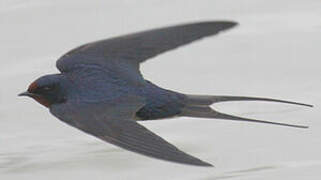 Barn Swallow