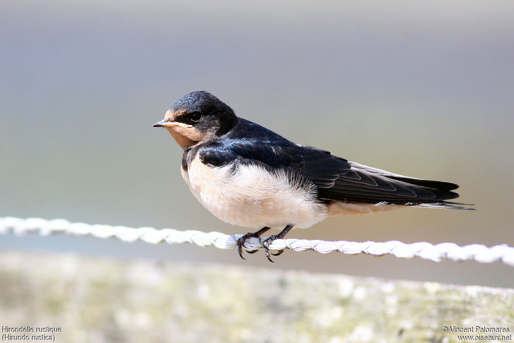 Barn Swallowjuvenile