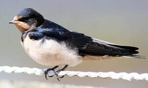 Barn Swallow