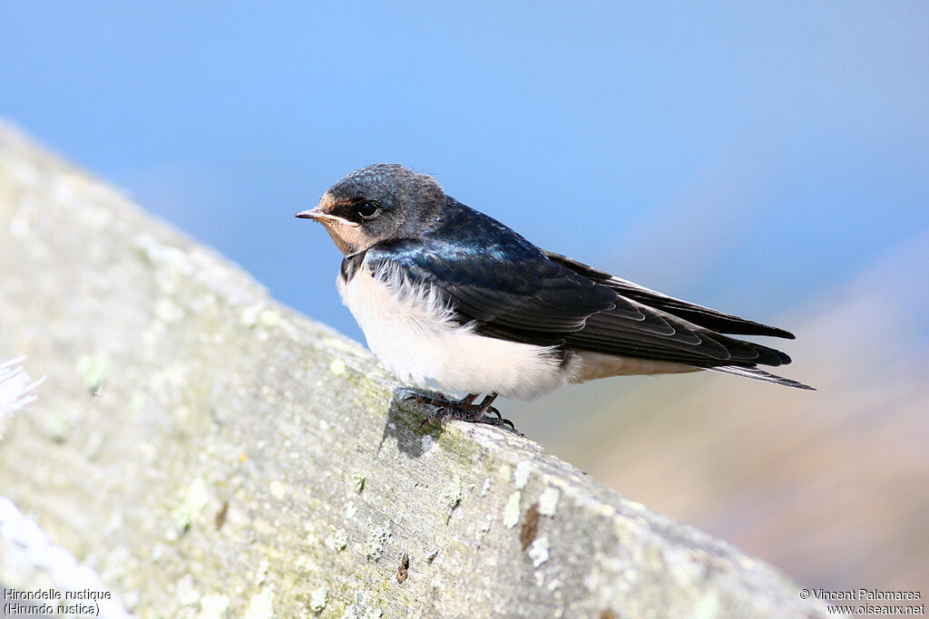 Barn Swallow