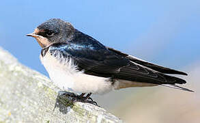 Barn Swallow