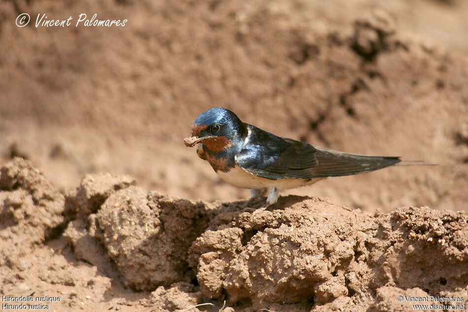 Barn Swallowadult, Reproduction-nesting