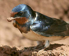 Barn Swallow