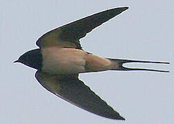 Barn Swallow