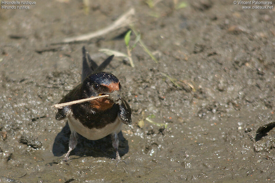 Hirondelle rustique