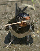 Barn Swallow