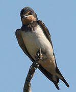 Barn Swallow