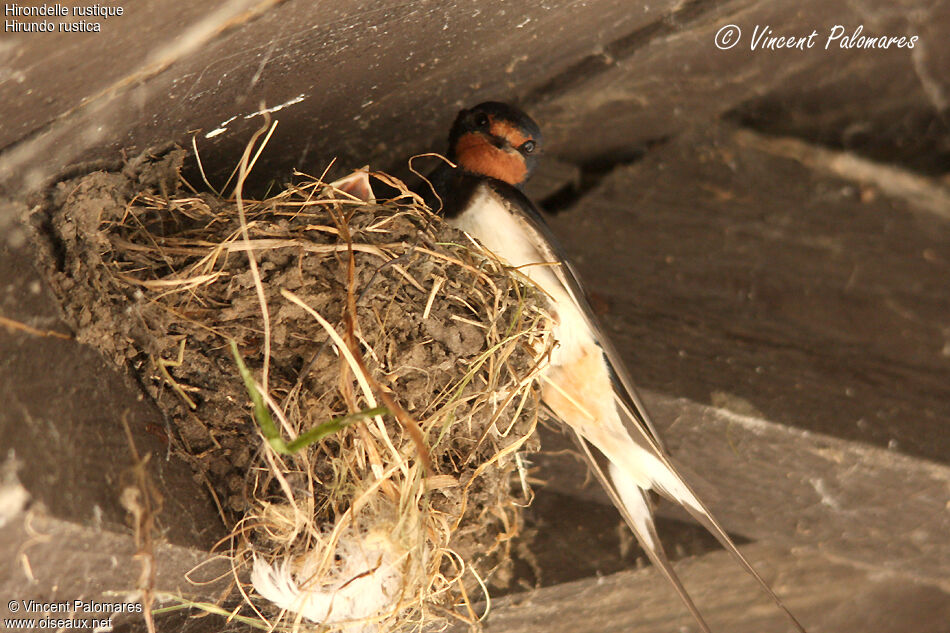 Barn Swallowadult