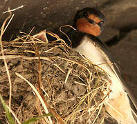 Barn Swallow