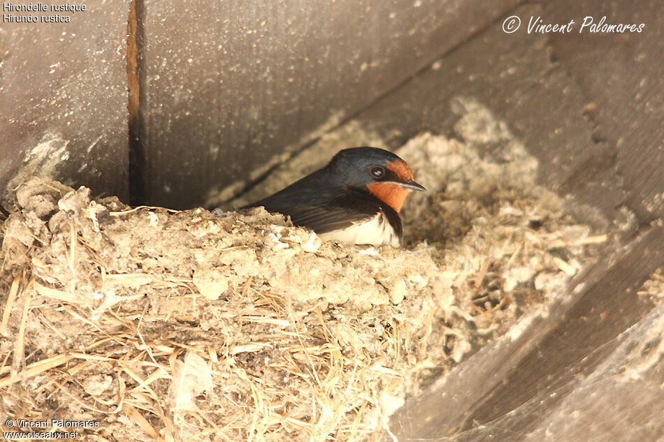 Hirondelle rustiqueadulte